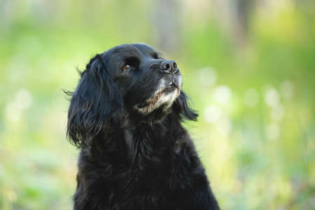 Profile Portrait of a beautiful, old black spaniel dog sitting in the forest in the green grassの写真素材