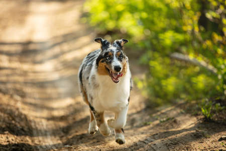 Portrait of funny and crazy Blue merle Australian shepherd dog in the forest at sunset in summer. Beautiful aussie puppy running on the path in the forestの写真素材