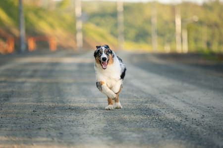 Portrait of funny and crazy Blue merle Australian shepherd dog at sunset in summer. Happy aussie puppy running on the roadの写真素材