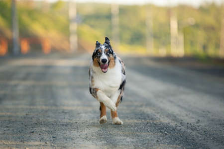 Portrait of funny and crazy Blue merle Australian shepherd dog at sunset in summer. Happy aussie puppy running on the roadの写真素材