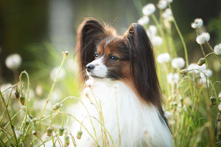 Profile Portrait of beautiful papillon dog lying in the green grass and faded coltsfoot flowers in summer. Close-up of Cute Continental toy spaniel outdoors at sunsetの写真素材