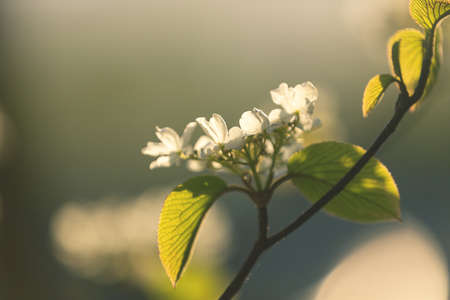 Common Snowball or Viburnum furcatum at sunset. Close-up imageの写真素材