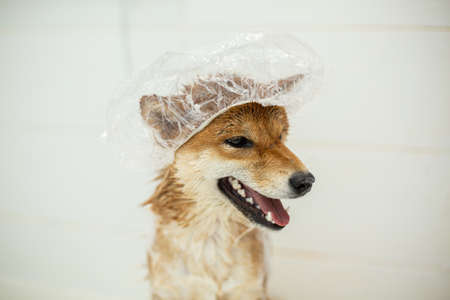 Close-up portrait of wet, funny and cute shiba inu dog in bathtub. Red shiba inu dog with funny shower cap on its headの写真素材