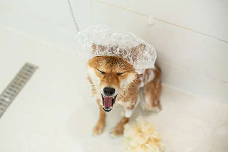 Close-up portrait of wet, funny and cute shiba inu dog with washcloth sitting in the bathtub. Red shiba inu dog wearing funny shower cap on its headの写真素材