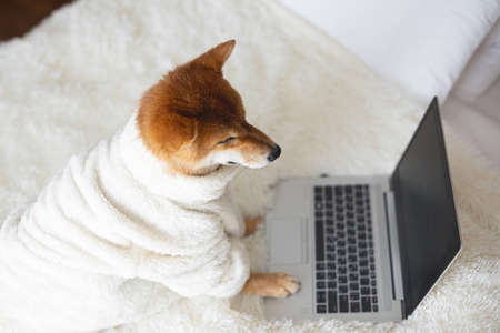 Portrait of Cute Red Shiba inu dog with laptop sitting on the bed. Top view of lovely japanese shiba puppy wearing white bathrobeの写真素材