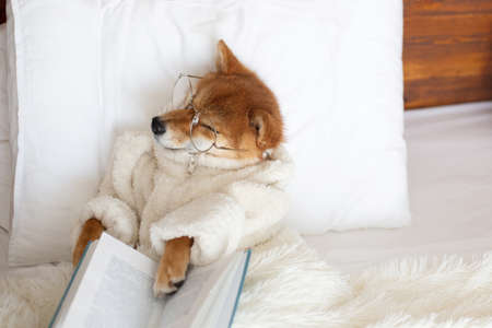 Portrait of funny Red shiba inu Dog wearing glasses and white bathrobe lying in the cozy bed under the blanket. Cute shiba inu reading the bookの写真素材