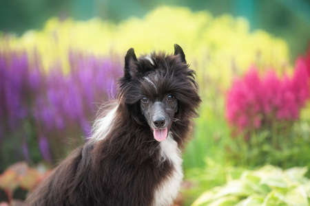 Close-up portrait of beautiful black powderpuff chinese crested dog sitting in the grass and bright flowers in summer at sunsetの写真素材