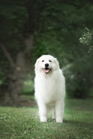 Portrait of beautiful maremma sheepdog. Big white fluffy dog breed maremmano abruzzese shepherd...