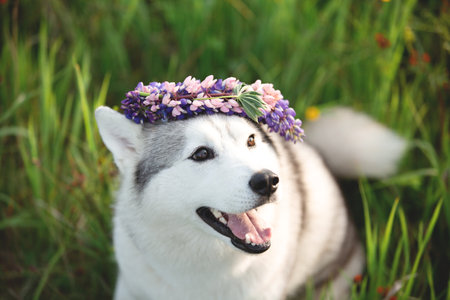 Close-up Portrait of happy gray and white dog breed siberian husky with flowers in its paws wearing the flowers wreath. Husky in the lupins field in summerの写真素材