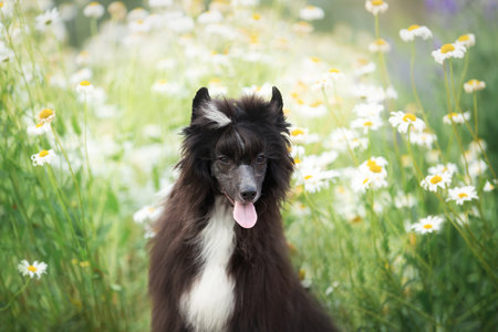 Close-up portrait of beautiful black powderpuff chinese crested dog sitting in the grass and daisy flowers in summer at sunsetの写真素材