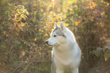 Profile Portrait of beautiful gray and white siberian husky dog in the bright forest in autumn at...