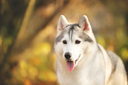 Profile Portrait of beautiful gray and white siberian husky dog in the bright forest in autumn at sunsetの写真素材