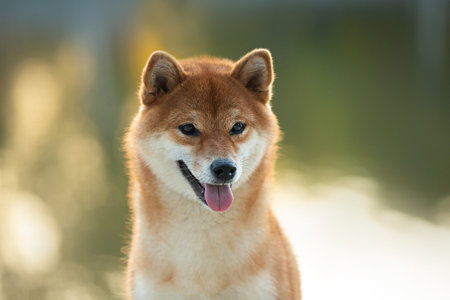 Close-up Portrait of beautiful red Shiba inu dog at sunset in summer in autumn. Happy japanese shiba inu dog in backlightの写真素材