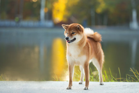 Close-up Portrait of beautiful red Shiba inu dog at sunset in autumn in autumn. Happy japanese shiba inu dog in backlight on the lake's backgroundの写真素材