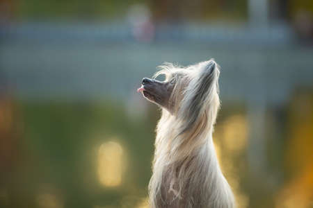 Profile Portrait of funny and happy hairless Chinese Crested Dog sitting outside in autumn at sunsetの写真素材