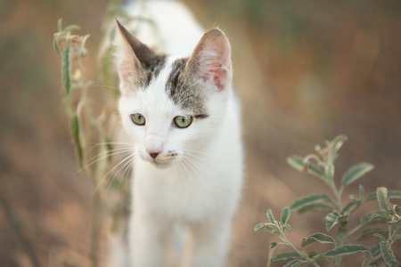 Portrait of Cute stray kitten outdoors. Young white and gray cat in Greeceの写真素材