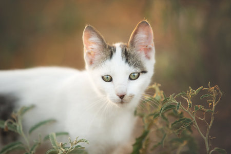 Portrait of Cute stray kitten outdoors. Young white and gray cat in Greeceの写真素材