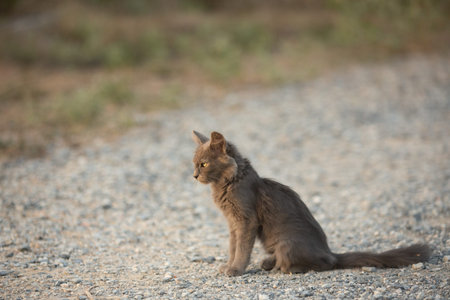 Close-up Portrait of Beautiful stray gray kitten similar to Russian blue breed is sitting on the...