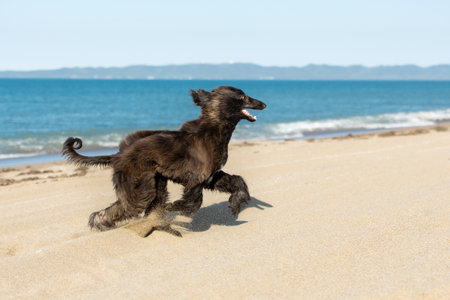 Portrait of Funny Afghan Hound young dog having fun on the beach. Afghan hound puppy running at the seasideの写真素材