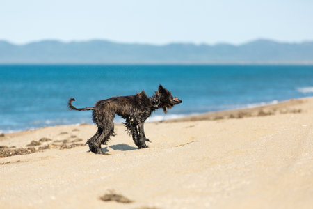 Portrait of Crazy and Funny Afghan Hound young dog having fun on the beach. Wet Afghan hound puppy running at the seasideの写真素材