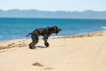 Portrait of Crazy and Funny Afghan Hound young dog having fun on the beach. Wet Afghan hound puppy running at the seasideの写真素材