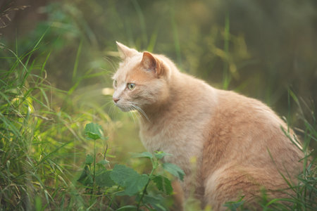 Profile Portrait of a gorgeous noble red cat. Ginger Stray cat sitting outdoors in Greece. The big cat in the forestの写真素材