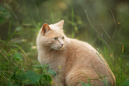 Profile Portrait of a gorgeous noble red cat. Ginger Stray cat sitting outdoors in Greece. The big cat in the forestの写真素材