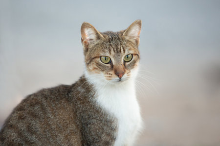 Portrat of A cute gray striped cat is sitting outdoors. Adorable cat sitting in the grassの写真素材