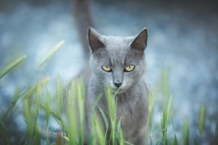 Portrait Beautiful stray gray cat similar to British breed is standing on the street. Portrait of cat with green eyes.の写真素材