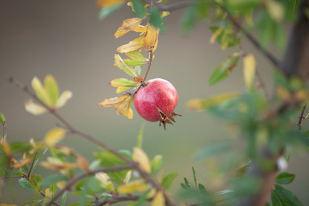 Close-up of pomegranate fruit. Pomegranates hanging on the tree branches in garden in Greece. Greek pomegranate. Backgroundの写真素材