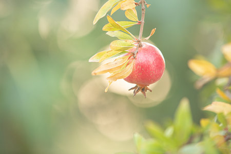 Close-up of pomegranate fruit. Pomegranates hanging on the tree branches in garden in Greece. Greek pomegranate. Backgroundの写真素材