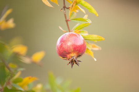 Close-up of pomegranate fruit. Pomegranates hanging on the tree branches in garden in Greece. Greek pomegranate. Backgroundの写真素材