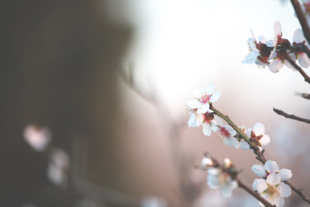 Almond branch in bloom, close-up, sunset. Close-up image of blossoming almond in Greece. blooming flowersの写真素材