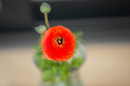 Close-up of the beautiful bright red Ranunculus flower in the vase