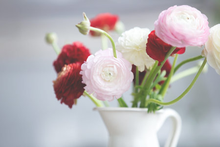 Pink, red, white ranunculus flowers in the vase on the table