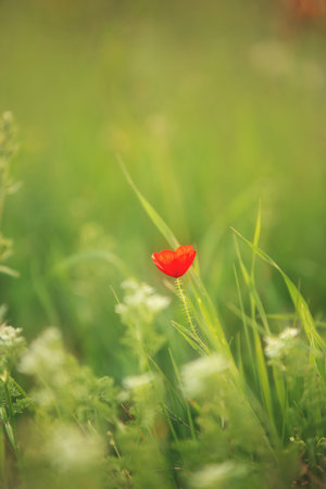 Close-up of Wild poppy flower on the green field in rural Greece at sunsetの写真素材