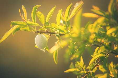 Almond tree branch with green almond fruit in Greece at sunset. Close-up of almond nuts. Backgroundの写真素材