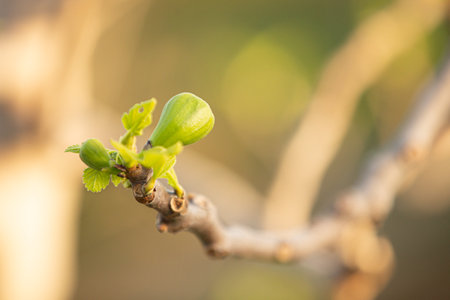 Close-up of Young figs on the branch of a fig tree on the branch of a fig tree in Greece. Green fresh figs. Fruits of Fig tree. Green home figs.の写真素材