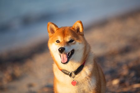 Close-up Portrait of cute Red shiba inu dog is walking at the seaside during the sunset in Greece.の写真素材