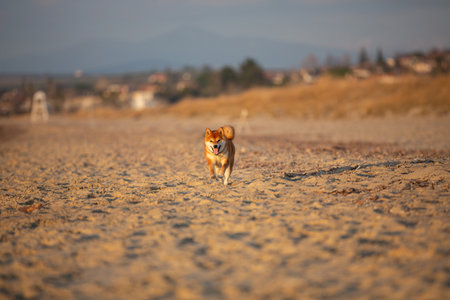 Portrait of Cute Red Shiba Inu running on the beach at sunset in Greeceの写真素材