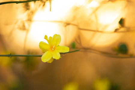 Close-up image of wild yellow jasmine bush at sunset. Beautiful yellow flowers. Backgroundの写真素材