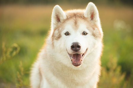 Close-up Portrait of beautiful beige and white Siberian husky dog with brown eyes sitting in the...