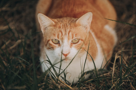 Portrait of a stray calm red and white cat. Ginger Stray cat lying outdoors in Greece