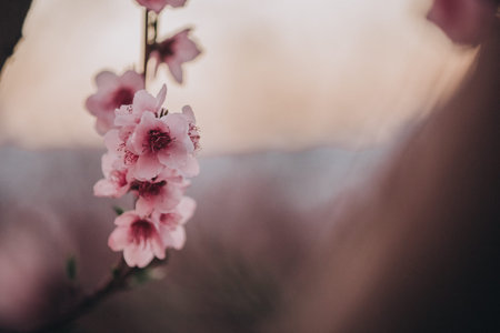 Close-up image of blooming peach branch in Greece. Beautiful pink peach flowers in bloom at sunset....