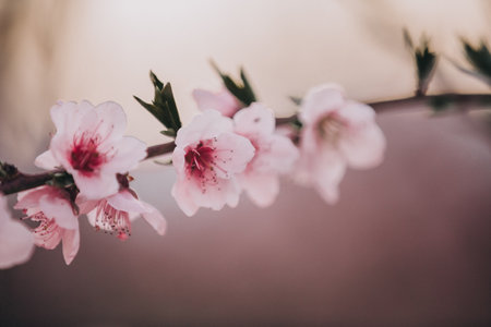 Close-up image of blooming peach branch in Greece. Beautiful pink peach flowers in bloom at sunset. Blossoming peach tree in spring.の写真素材