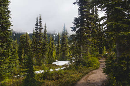Hiking through green forestの写真素材
