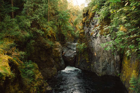 River in deep forestの写真素材