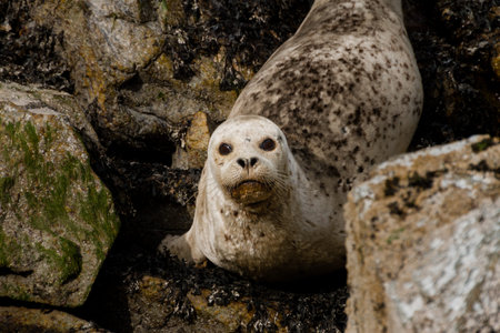 Seals relaxing on rocks near waterの写真素材