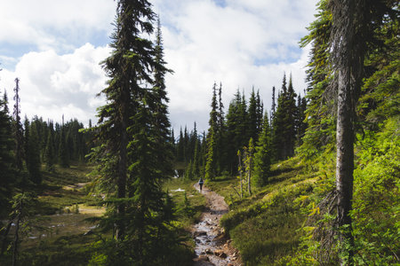 Hiking through green forest