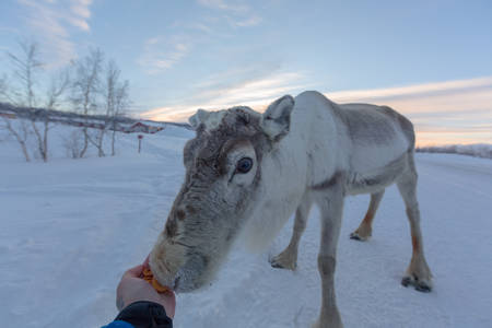 Reindeer and cold sunrise with snow everywhereの写真素材